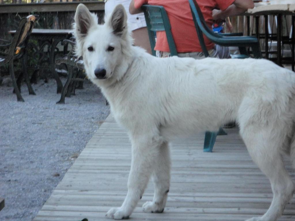 Отель Parc Residentiel De Loisir : Le Loup Blanc Du Riou Барселоннет Экстерьер фото